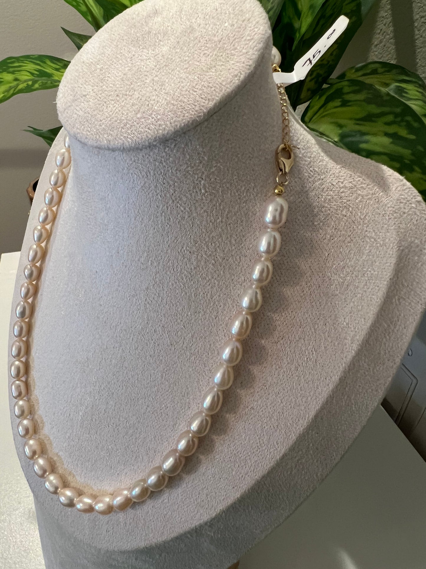 Champagne seedless strand